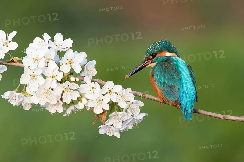 Kingfisher