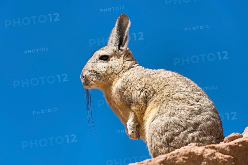 Southern Viscacha