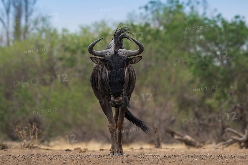 Blue wildebeest