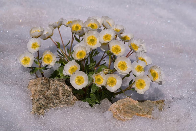 Glacier crowfoot