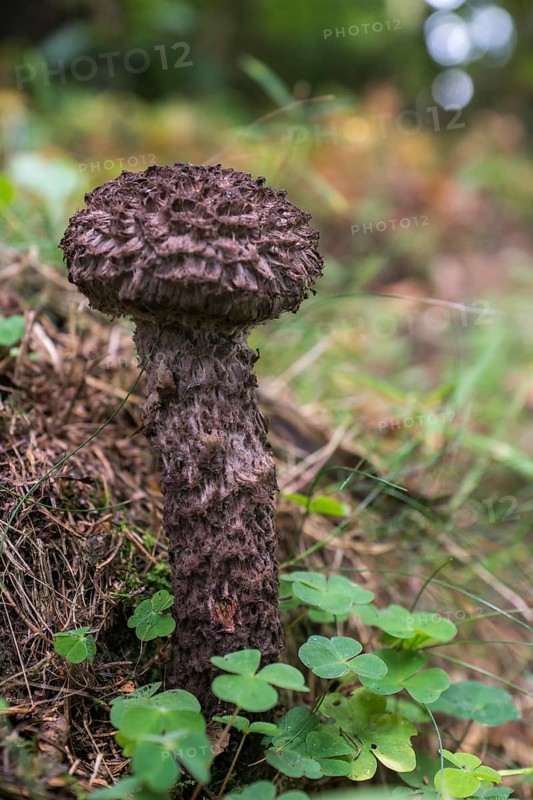 Old Man of the Wood