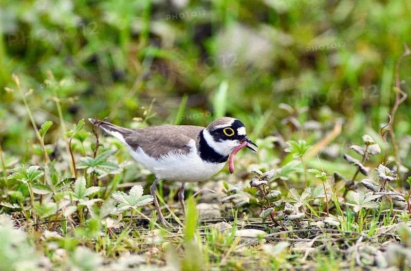 Little ringed plover