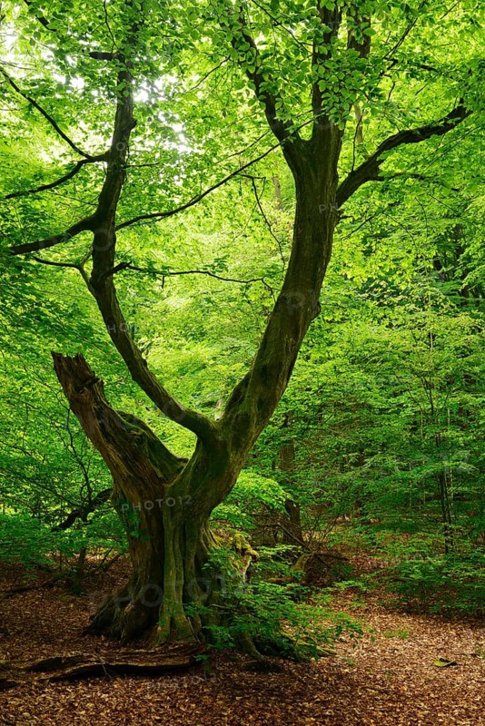 Old gnarly European hornbeam