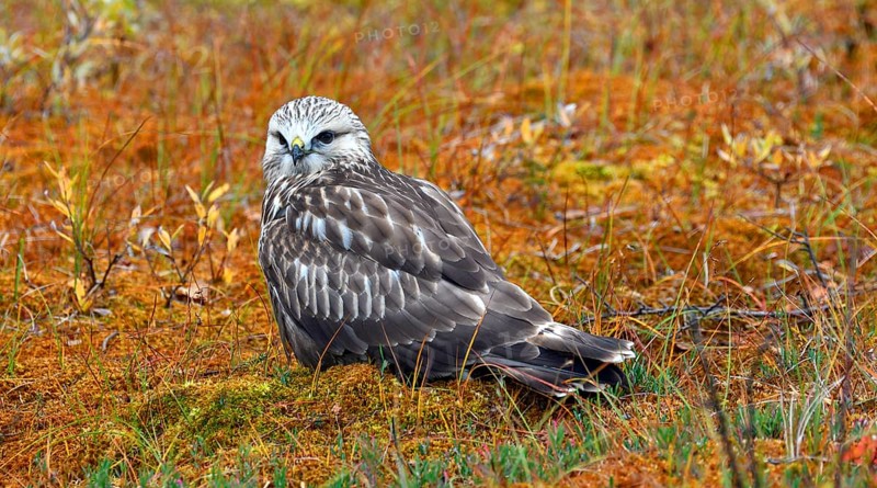 Rough-legged buzzard or hawk
