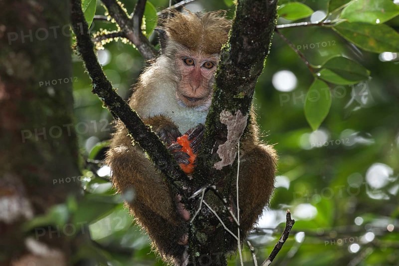 Toque macaque