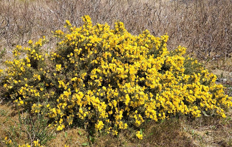 Common gorse