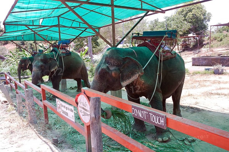 Elephant camp with riding elephants