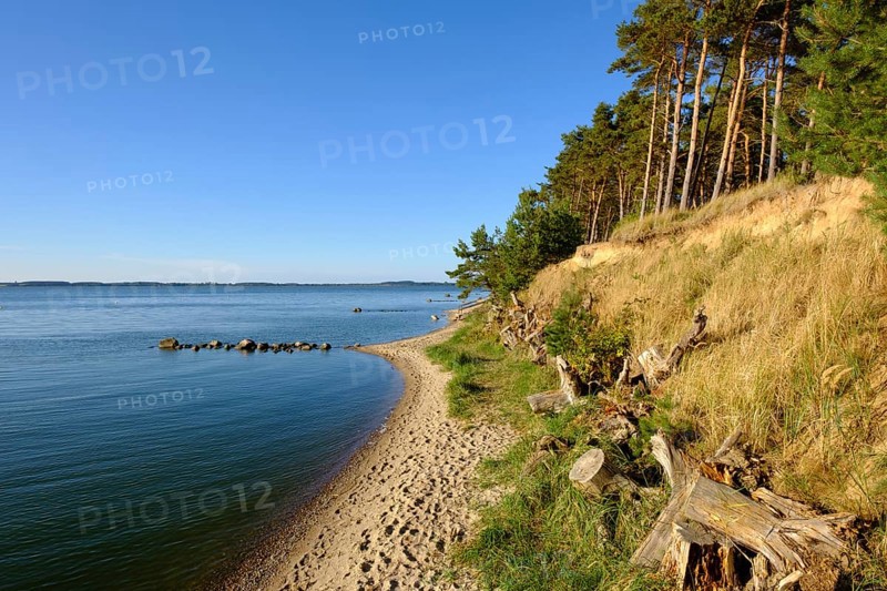 Shore with pine trees