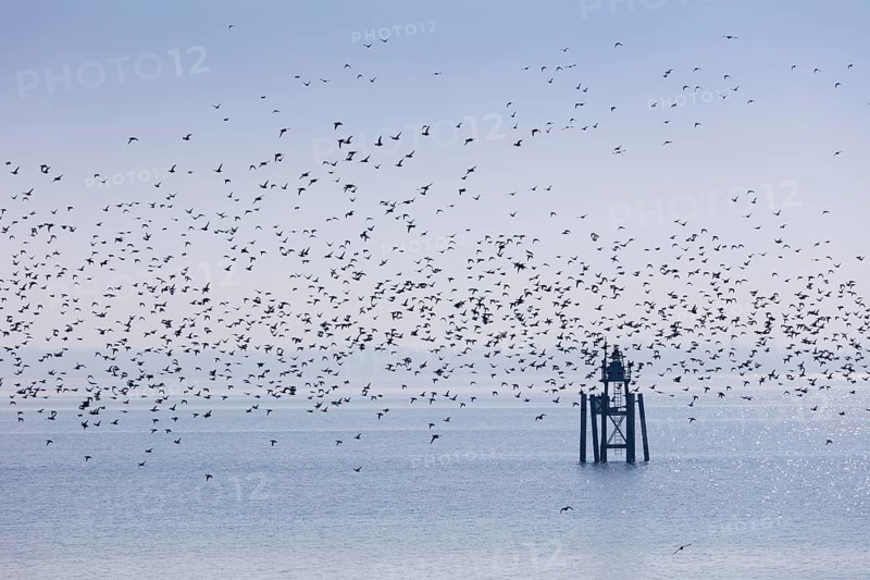 Flock of ducks over Lake Constance in Lindau
