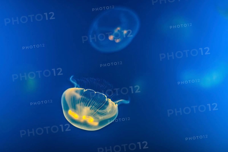 Jellyfish