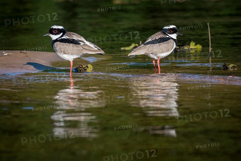 Cayenne plover or pied lapwing