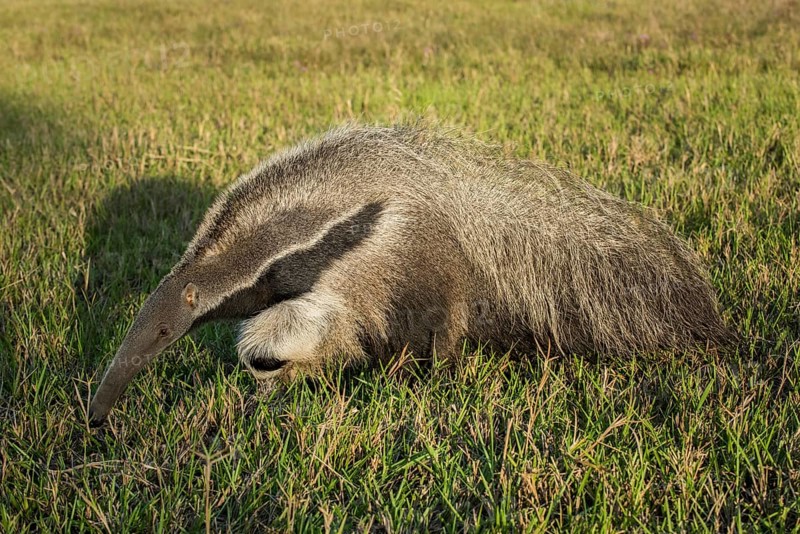 Giant anteater
