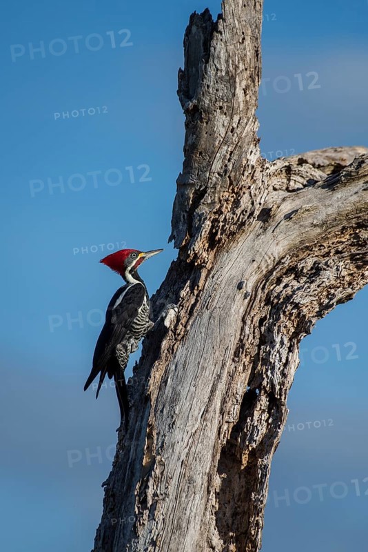 Lineated woodpecker
