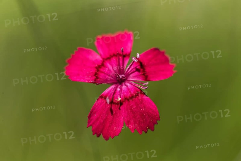 Maiden pinks