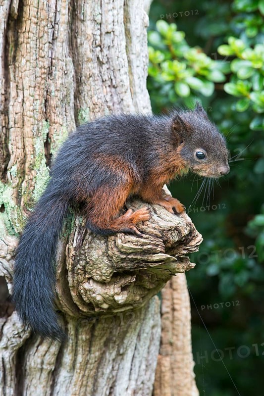 Young Eurasian red squirrel