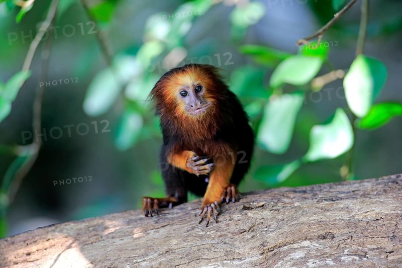 Golden-headed lion tamarin