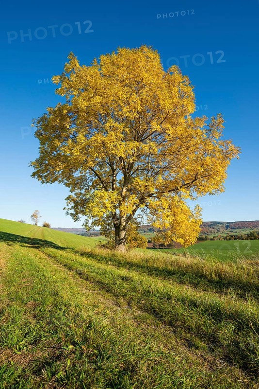European ash