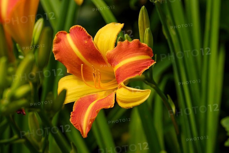 Orange day-lily