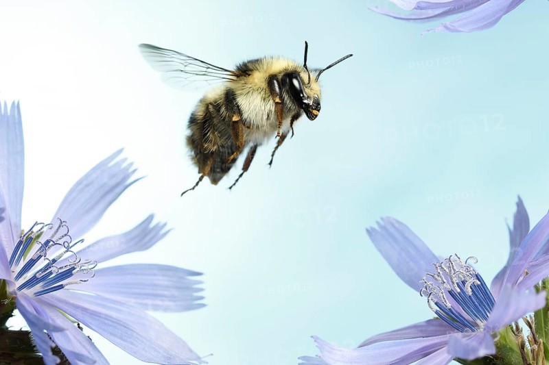 Shrill carder bee
