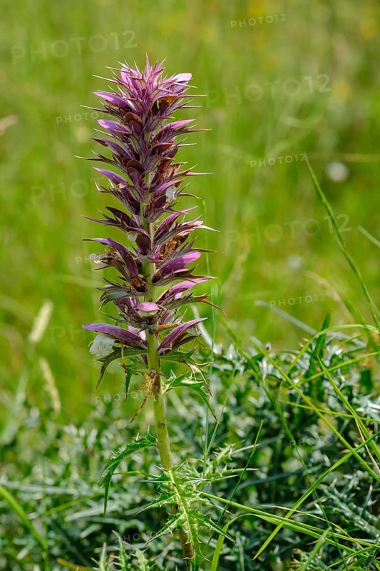 Acanthus spinosus