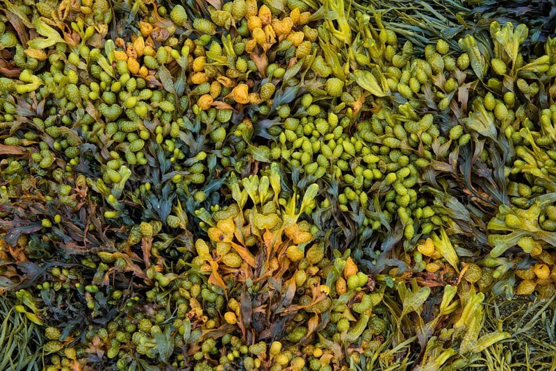 Various marine algae