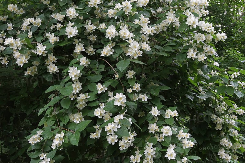English dogwood or sweet mock-orange