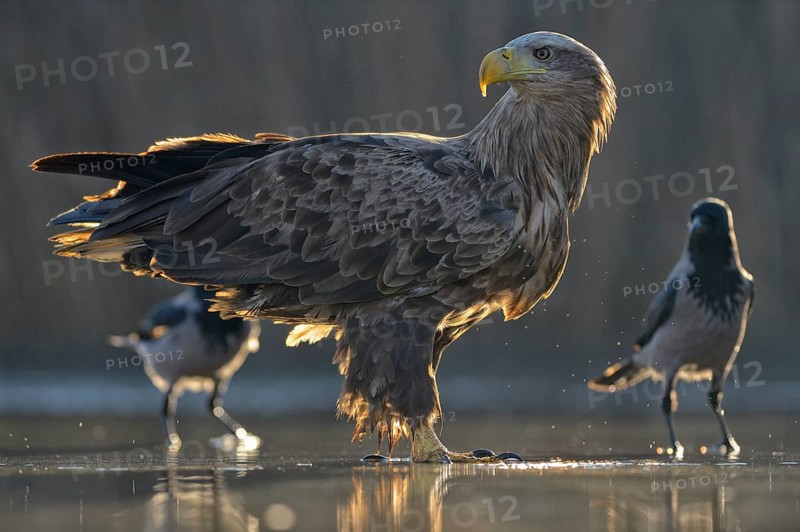 White-tailed eagle
