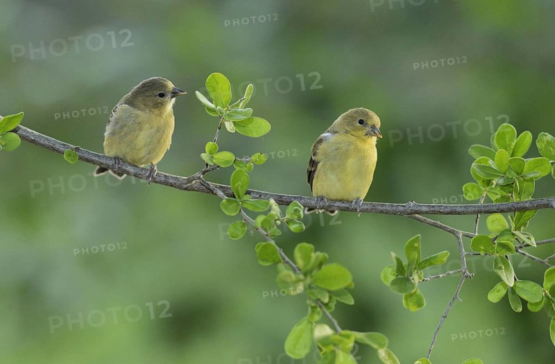 Lesser Goldfinch