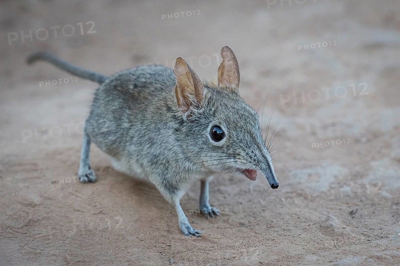 Eastern Rock Elephant Shrew