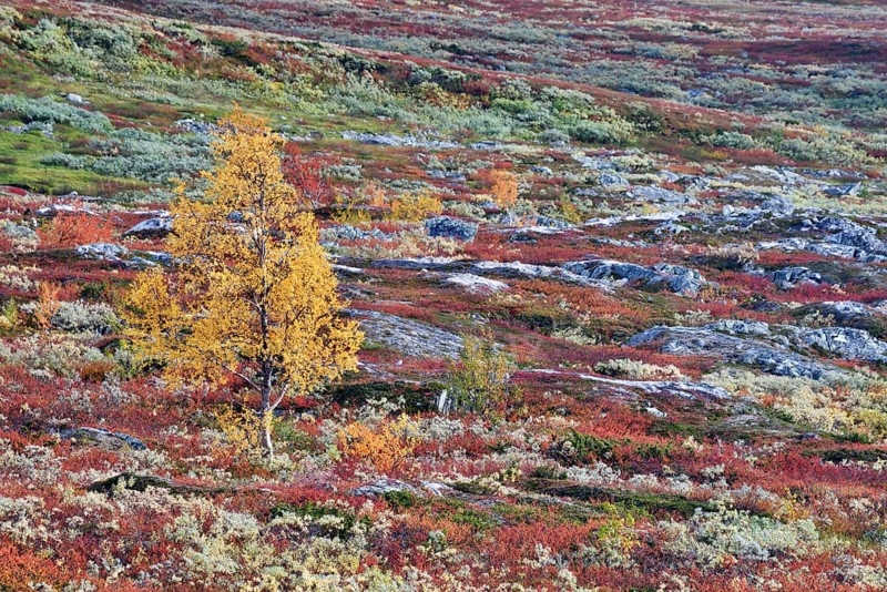 Fell landscape