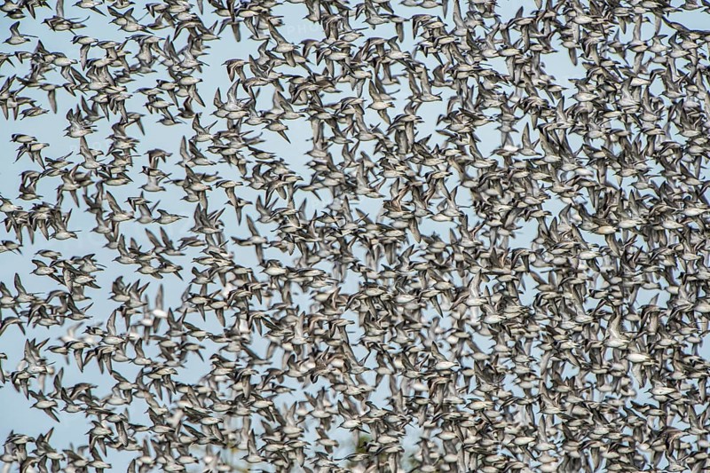 Fly up