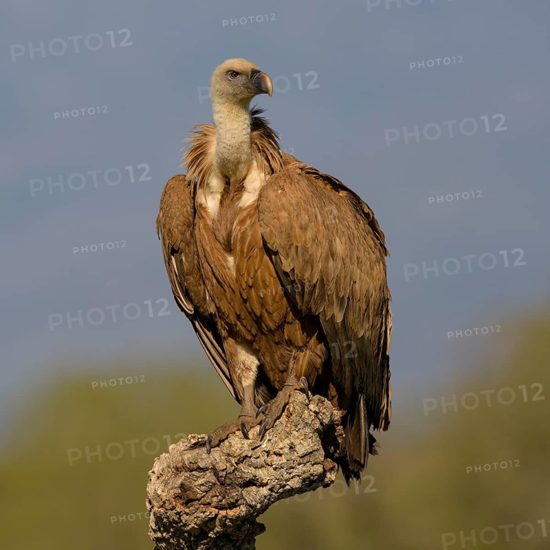 Griffon vulture