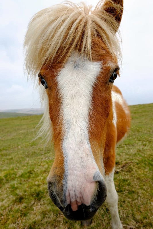Dartmoor Pony