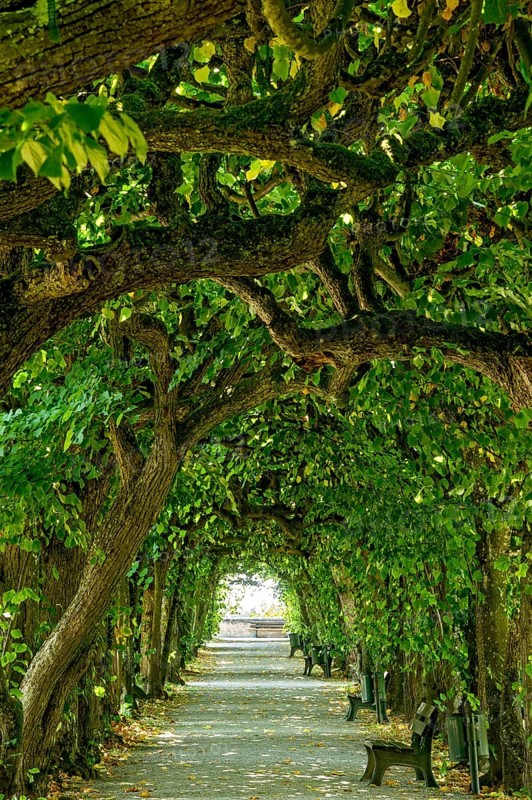 Lime tree arcade
