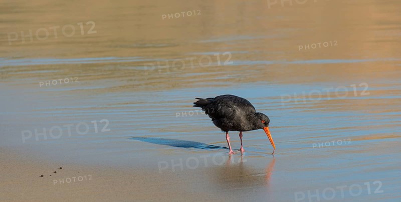 Variable oystercatcher