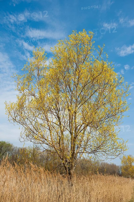 Brittle willow