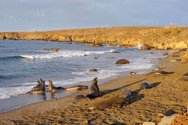 Northern Elephant Seals