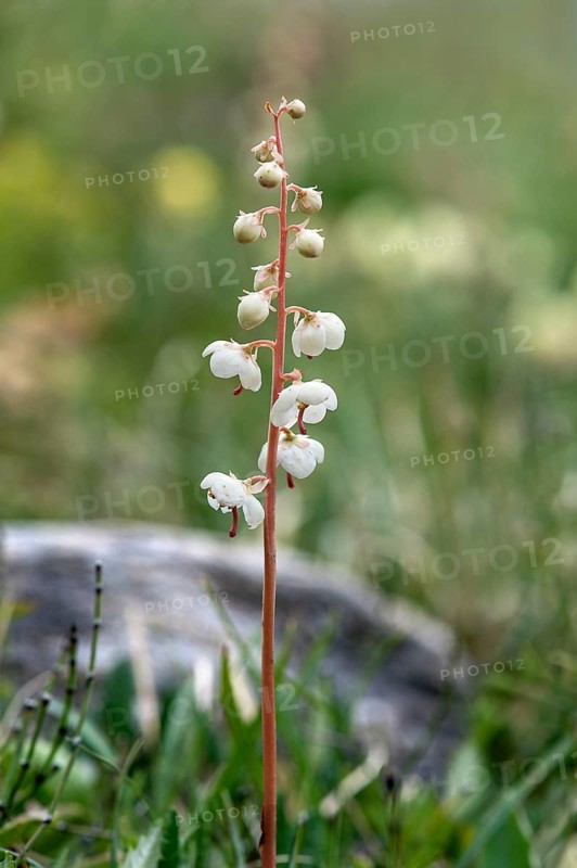 round-leaved wintergreen