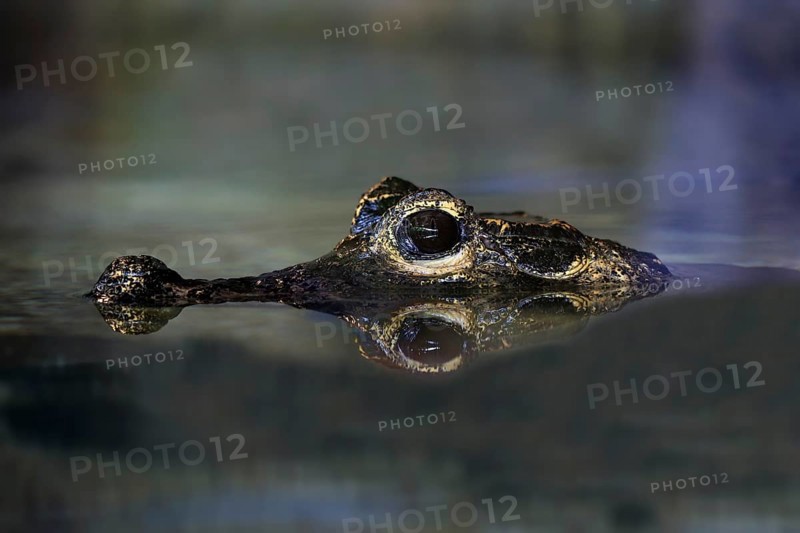 Dwarf crocodile
