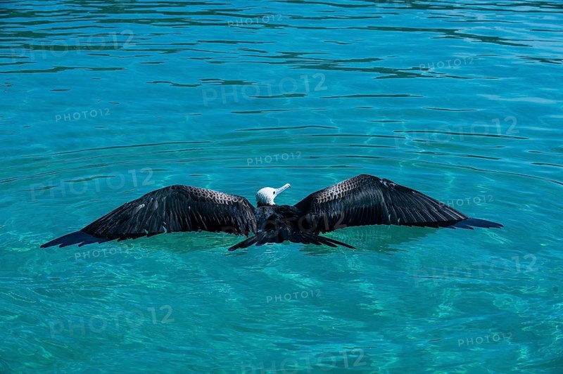 Magnificent frigatebird