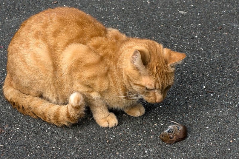 Domestic cat