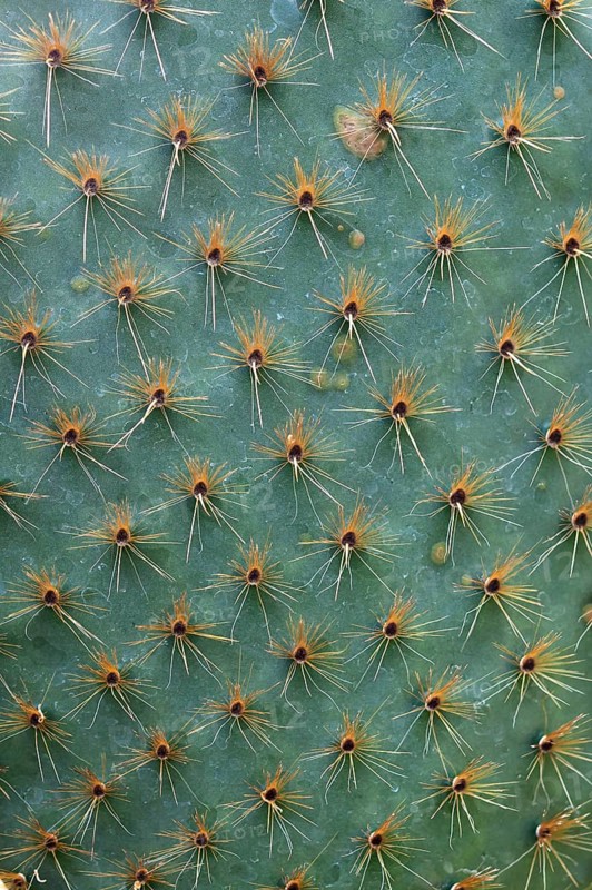 Needles of Opuntia