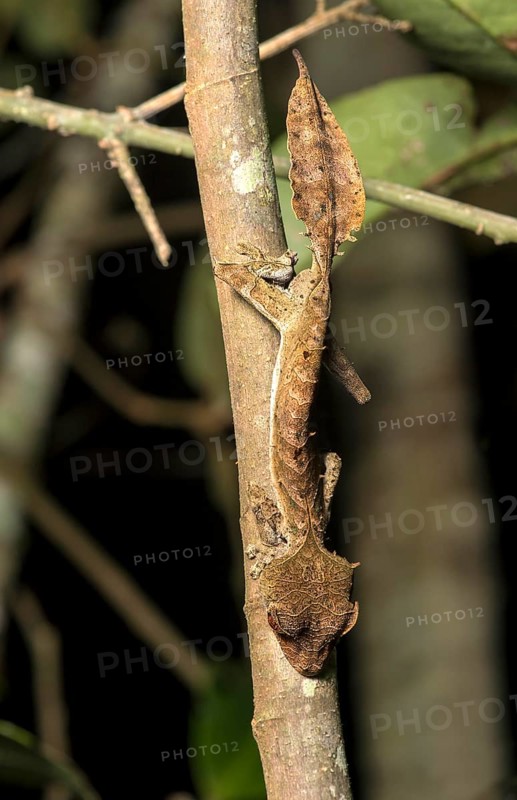 Satanic Leaf Tailed Gecko