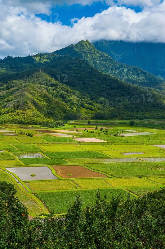 Taro fields near Hanalei on the island of Kauai
