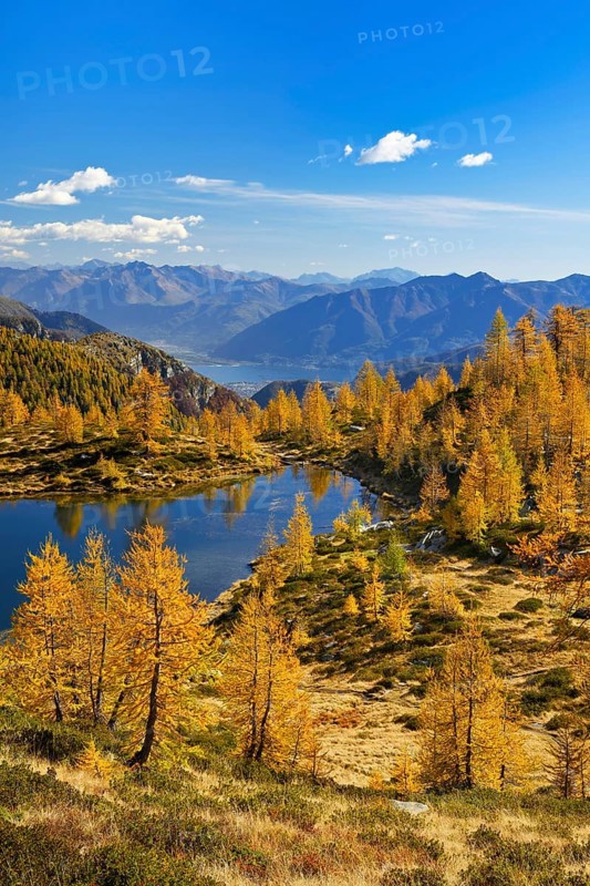 Larches