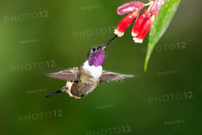 Purple-throated woodstar