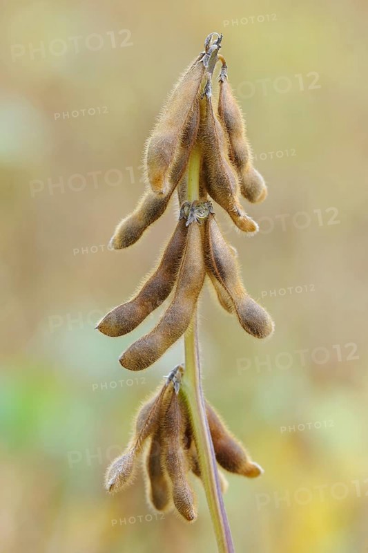Soya beanplant