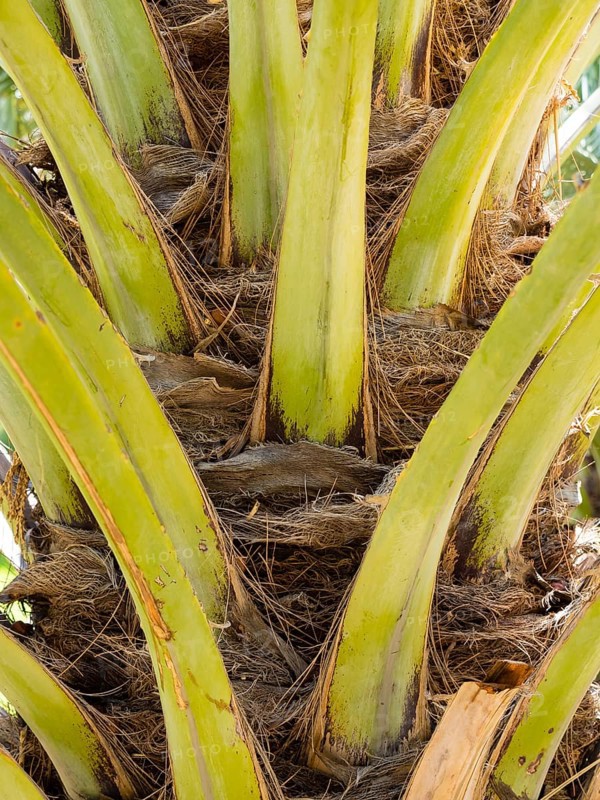 Date palm trunk