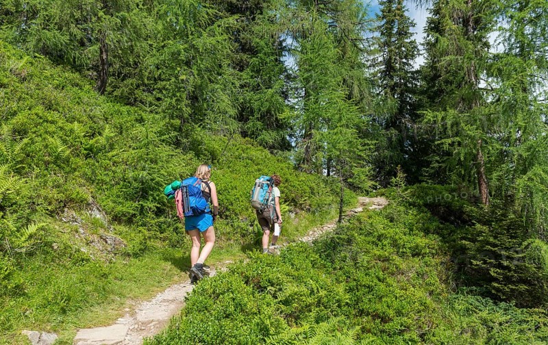Hikers on a trail through a larch forest