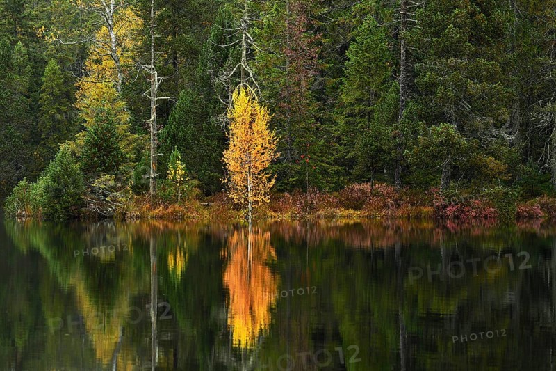 Trees reflected in lake
